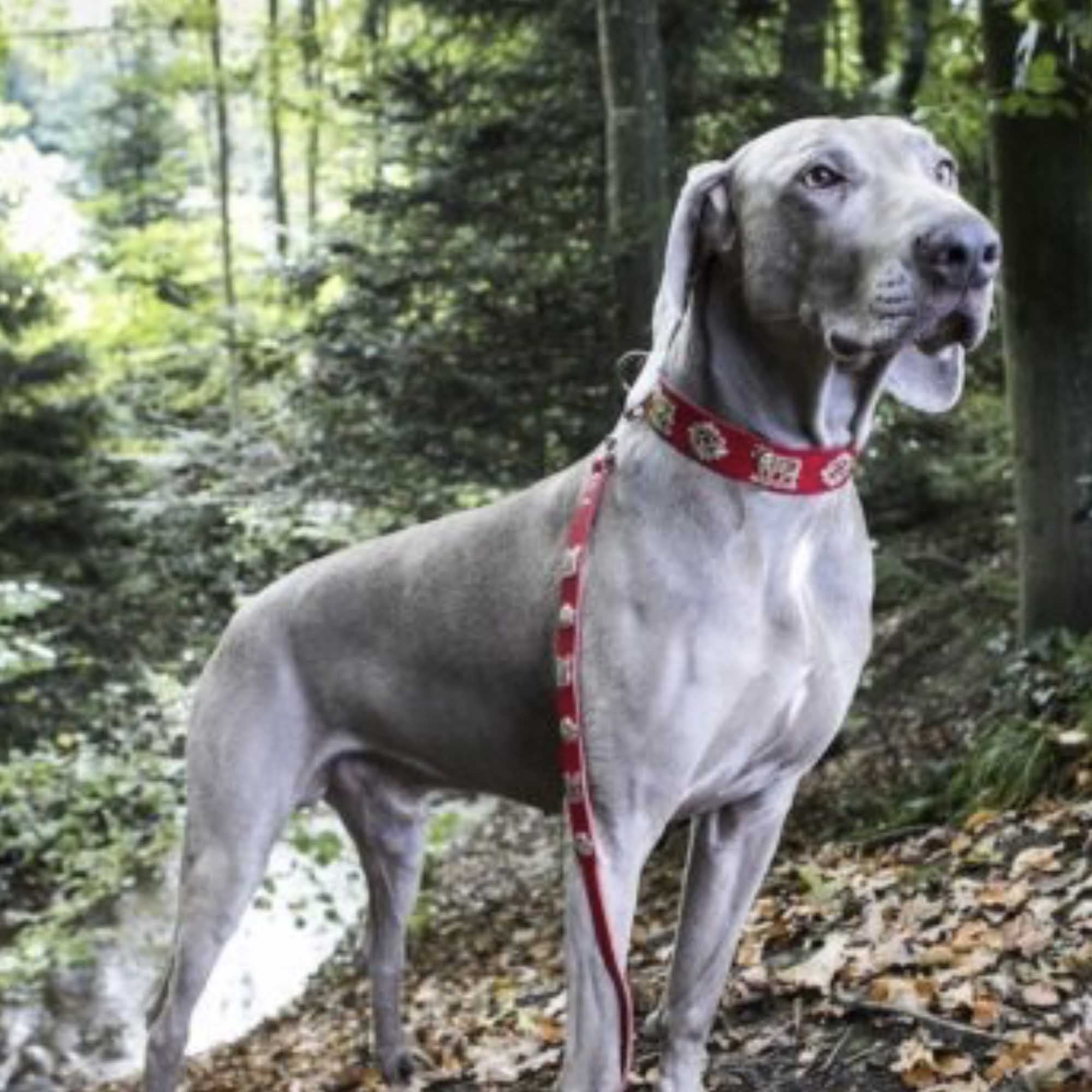 Dog Collar | Red
